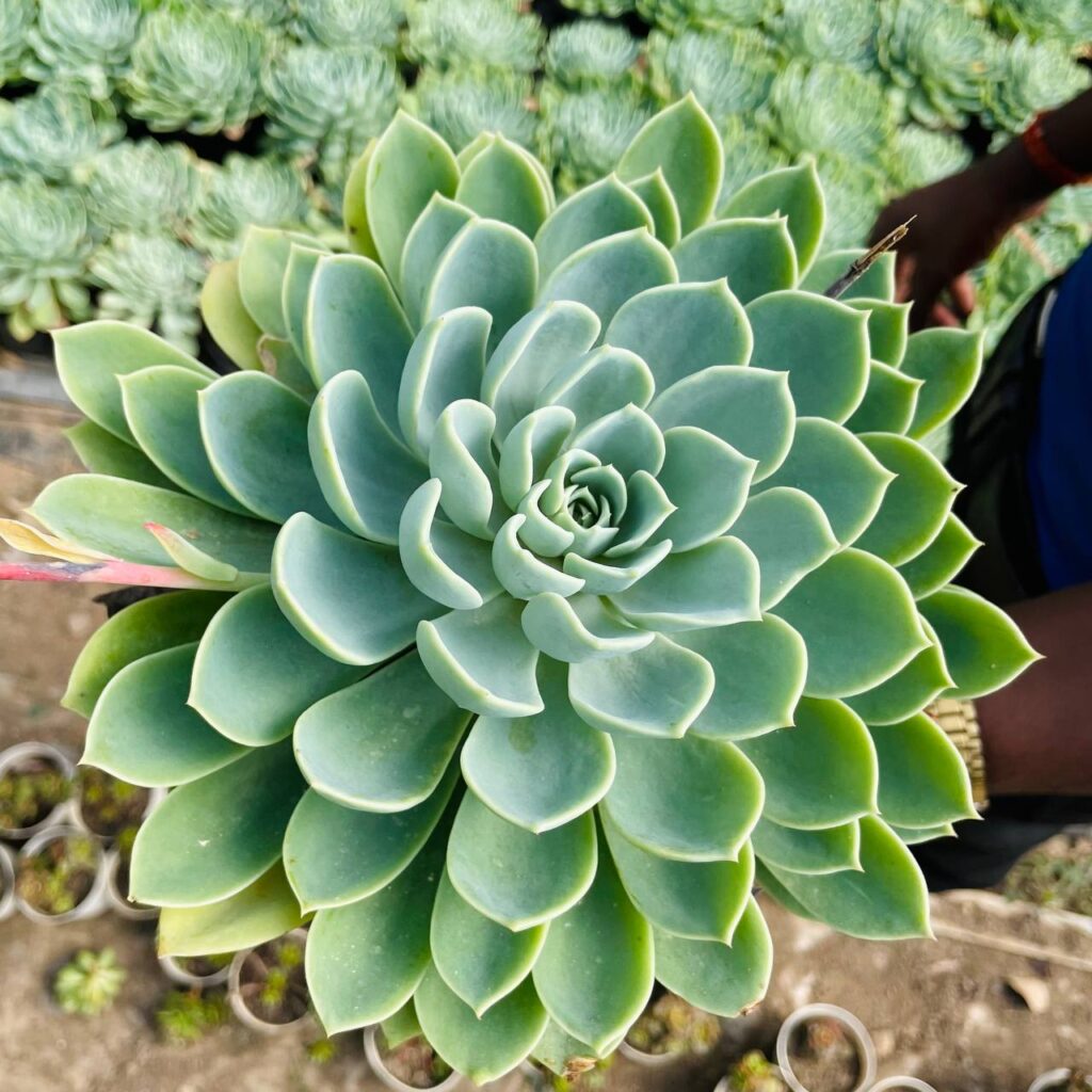 Echeveria secunda (Blue Echeveria) – Plants Mantra